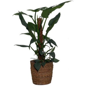 Zimmerpflanze »Philodendrum Silver Queen« mit Topf - Grün -