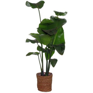 Zimmerpflanze »Strelitzia Nicolai« mit Topf - Grün -