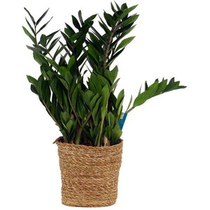Zimmerpflanze Zamioculcas »Glücksfeder« im 17-cm-Topf - Grün -
