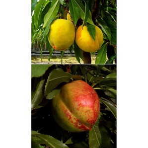 Zwergobstbaum, Pfirsich »Bonanza« und Nektarine »Redgold«, 2 Pflanzen je im 5 Liter Topf